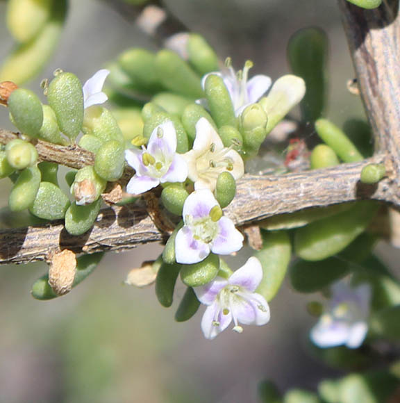  Lycium californicum v.californicum